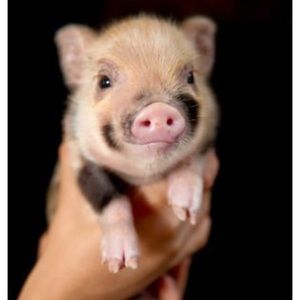 Meet your Posher, Kami